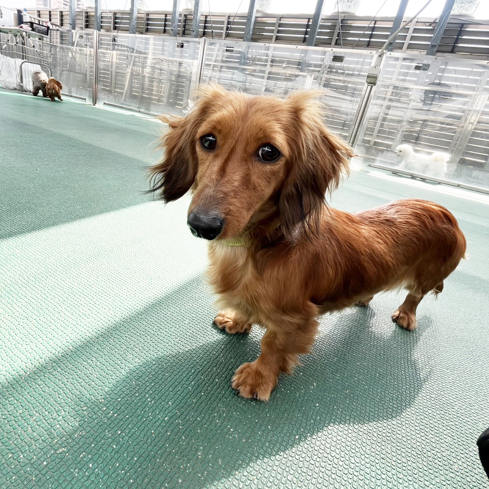 生徒が撮影したモデル犬たち♪②